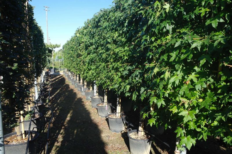 Liquidambar Styraciflua leirek - Afbeelding 3