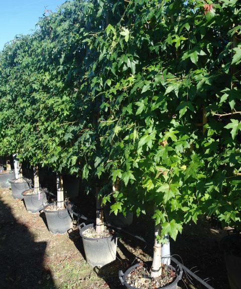 Liquidambar Styraciflua leirek