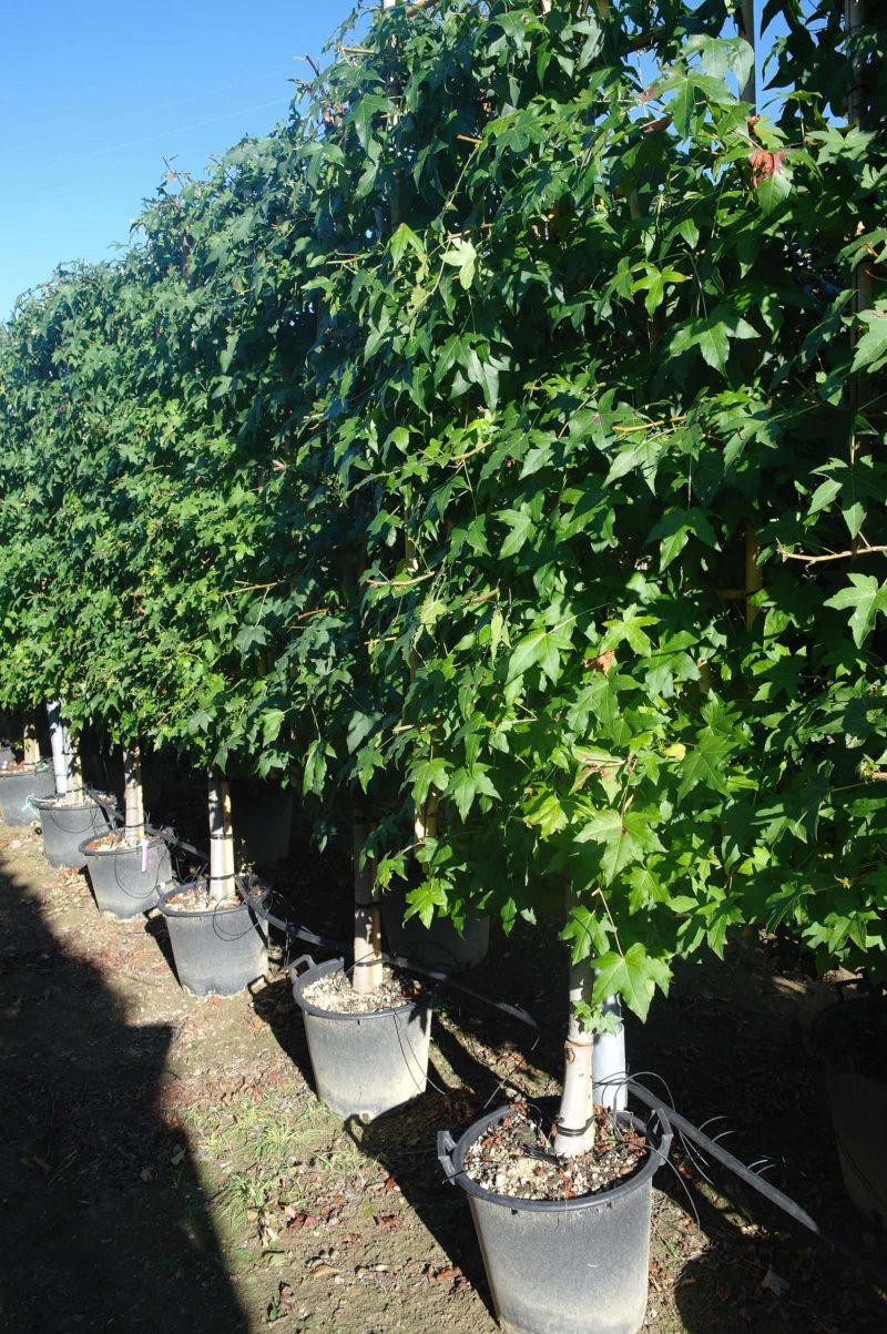 Liquidambar Styraciflua leirek
