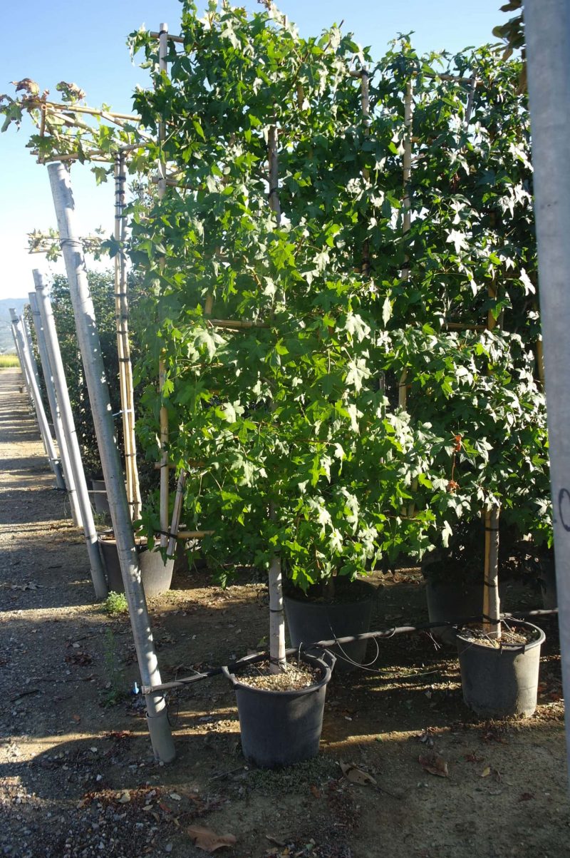 Liquidambar Styraciflua leirek - Afbeelding 2