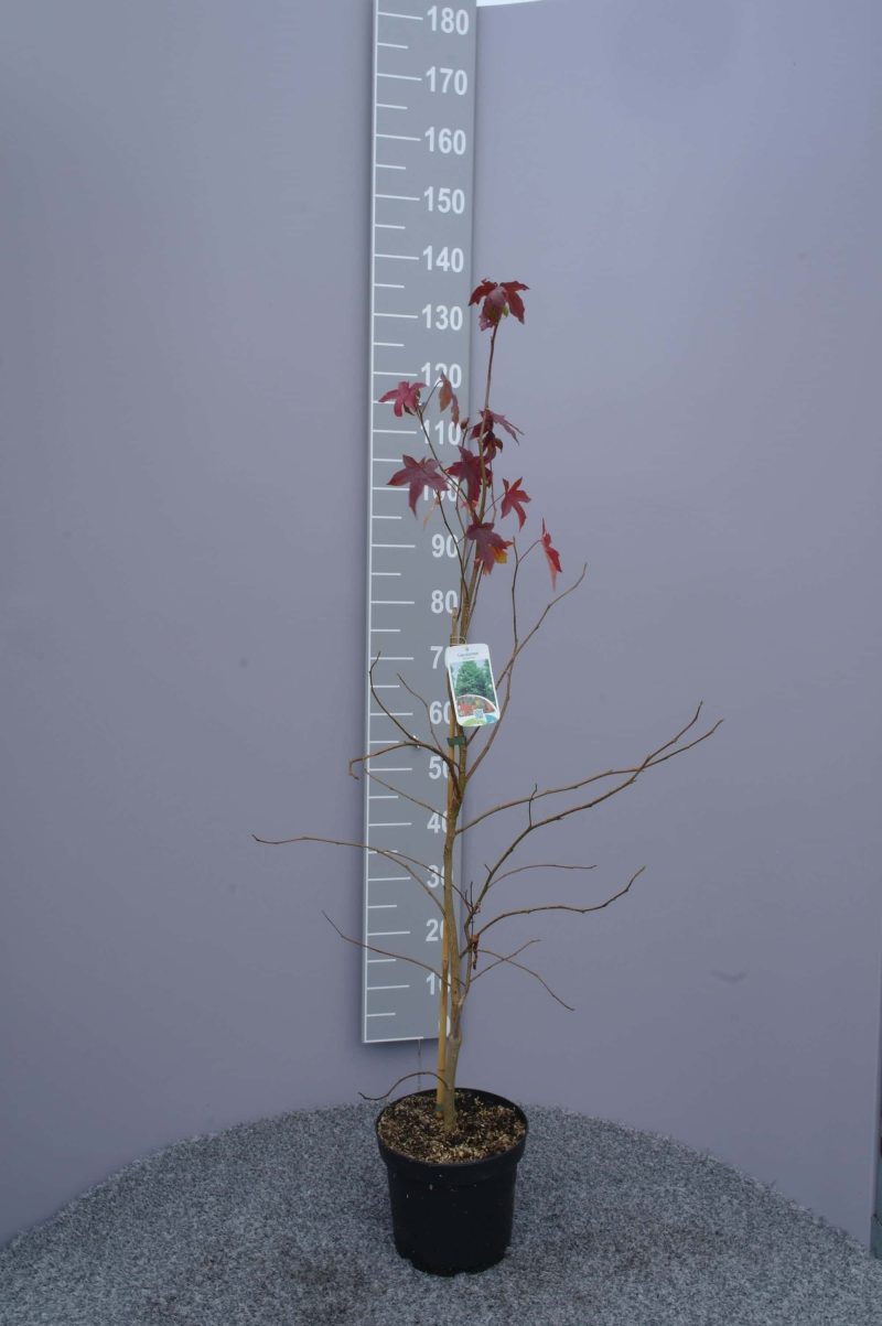 Liquidambar styraciflua