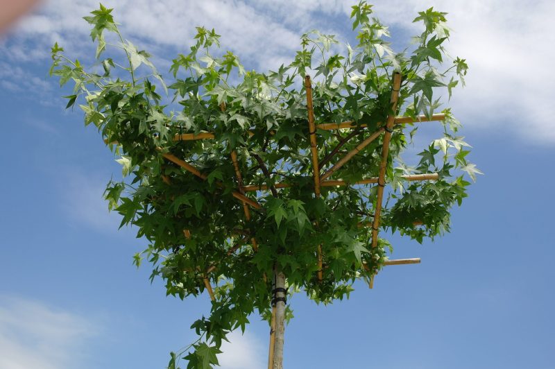 Liquidambar Styraciflua - Afbeelding 2