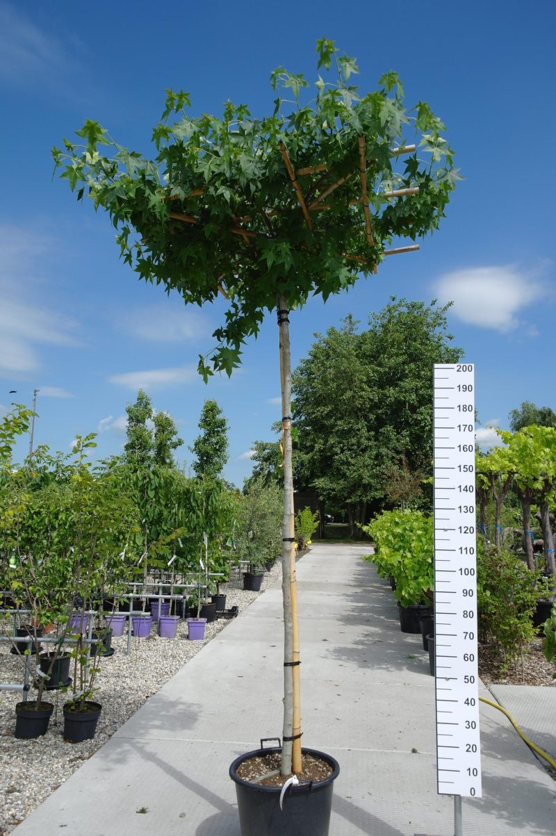 Liquidambar Styraciflua