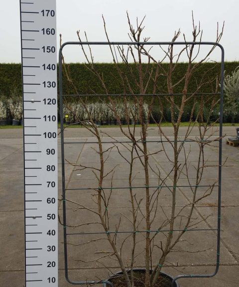 Liquidambar Styraciflua leirek
