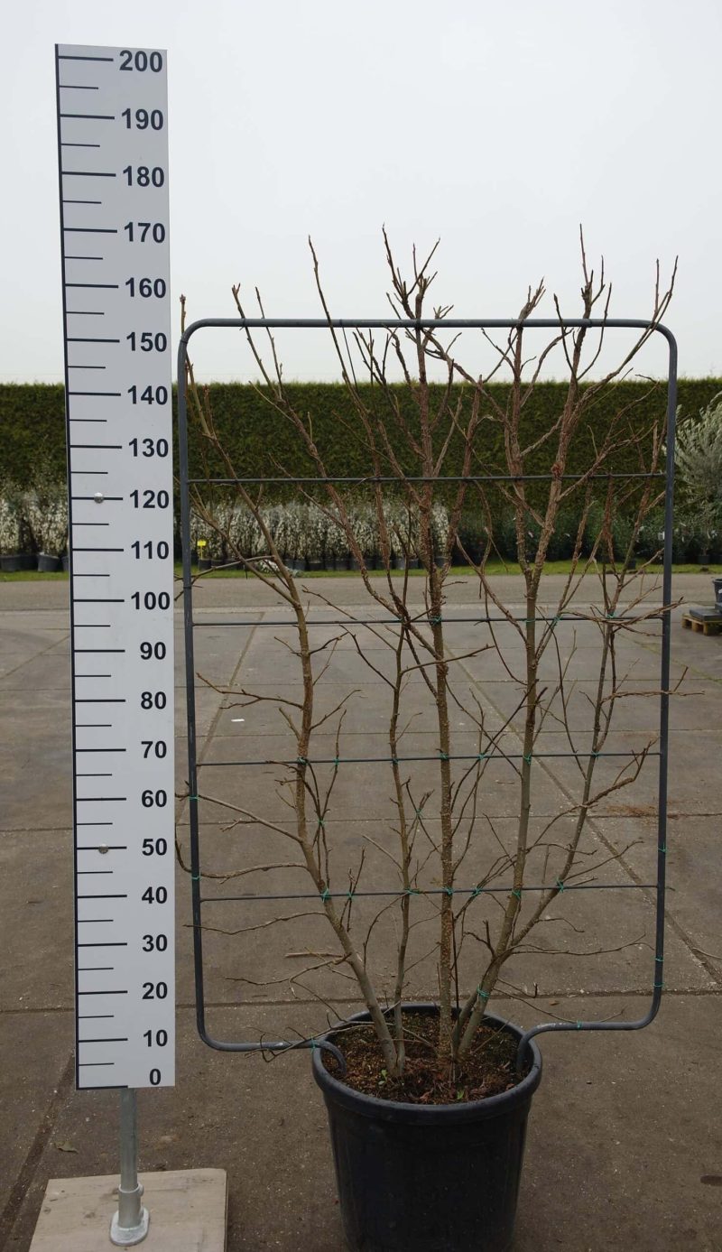Liquidambar Styraciflua leirek