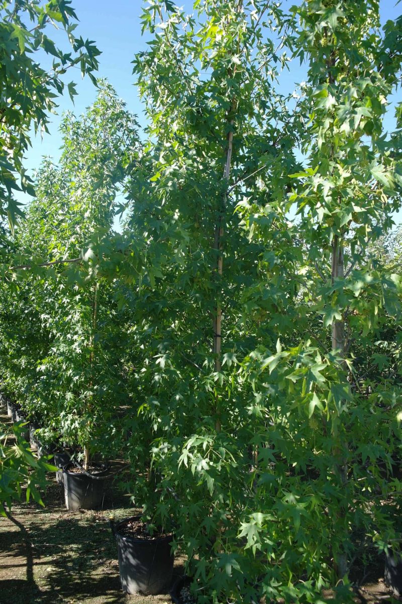 Liquidambar Styraciflua Worplesdon - Afbeelding 2