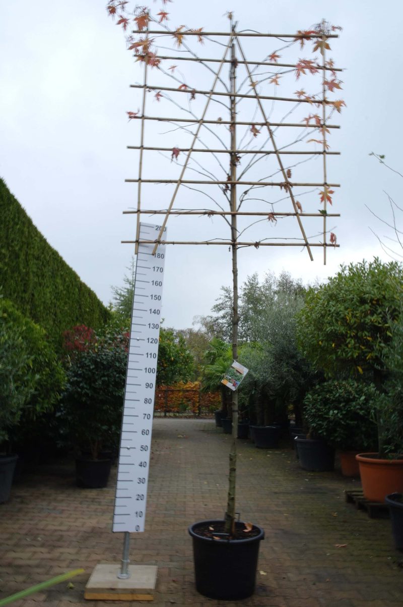 Liquidambar Styraciflua Worplesdon leiboom - Afbeelding 2