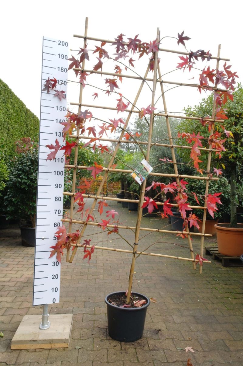 Liquidambar Styraciflua Worplesdon leiboom - Afbeelding 4