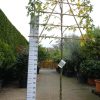 Liquidambar Styraciflua Worplesdon leiboom