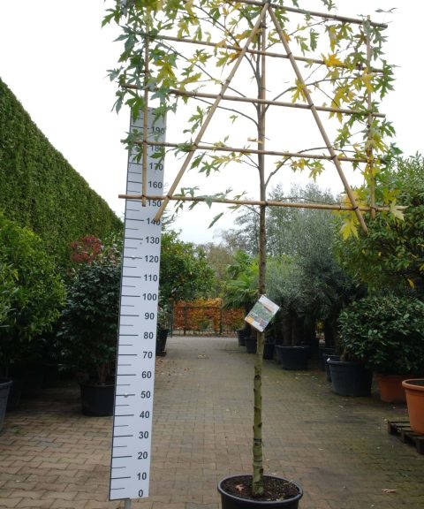 Liquidambar Styraciflua Worplesdon leiboom