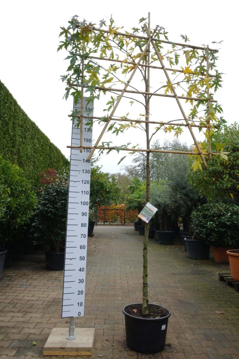 Liquidambar Styraciflua Worplesdon leiboom