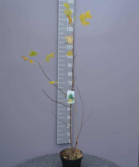 Liriodendron Tulipifera