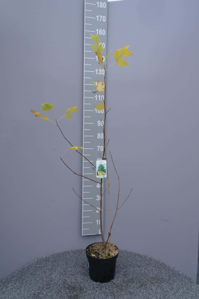Liriodendron Tulipifera