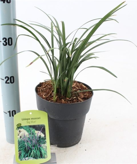 Liriope Muscari 'Big Blue'