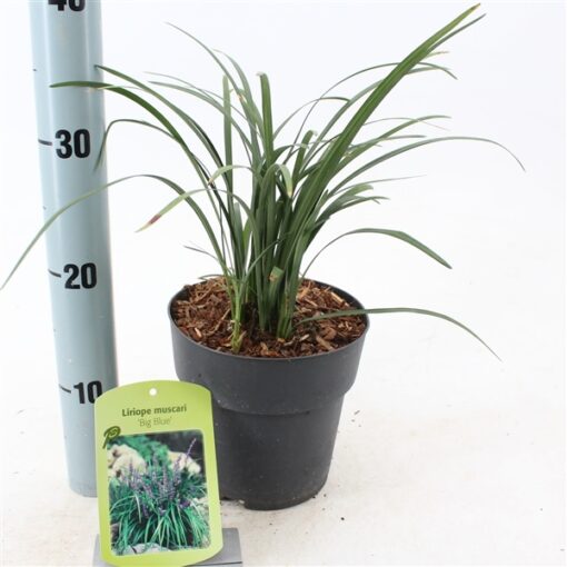 Liriope Muscari 'Big Blue'