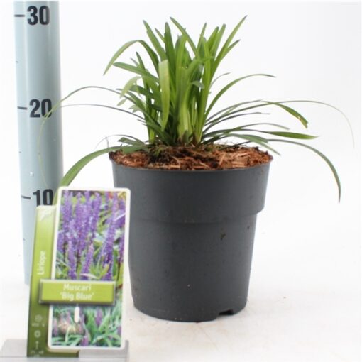 Liriope Muscari 'Big Blue' - Afbeelding 2