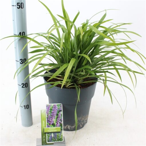 Liriope Muscari 'Ingwersen' - Afbeelding 2
