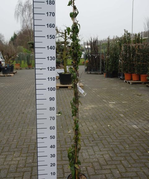 Lonicera henryi 'Copper Beauty'