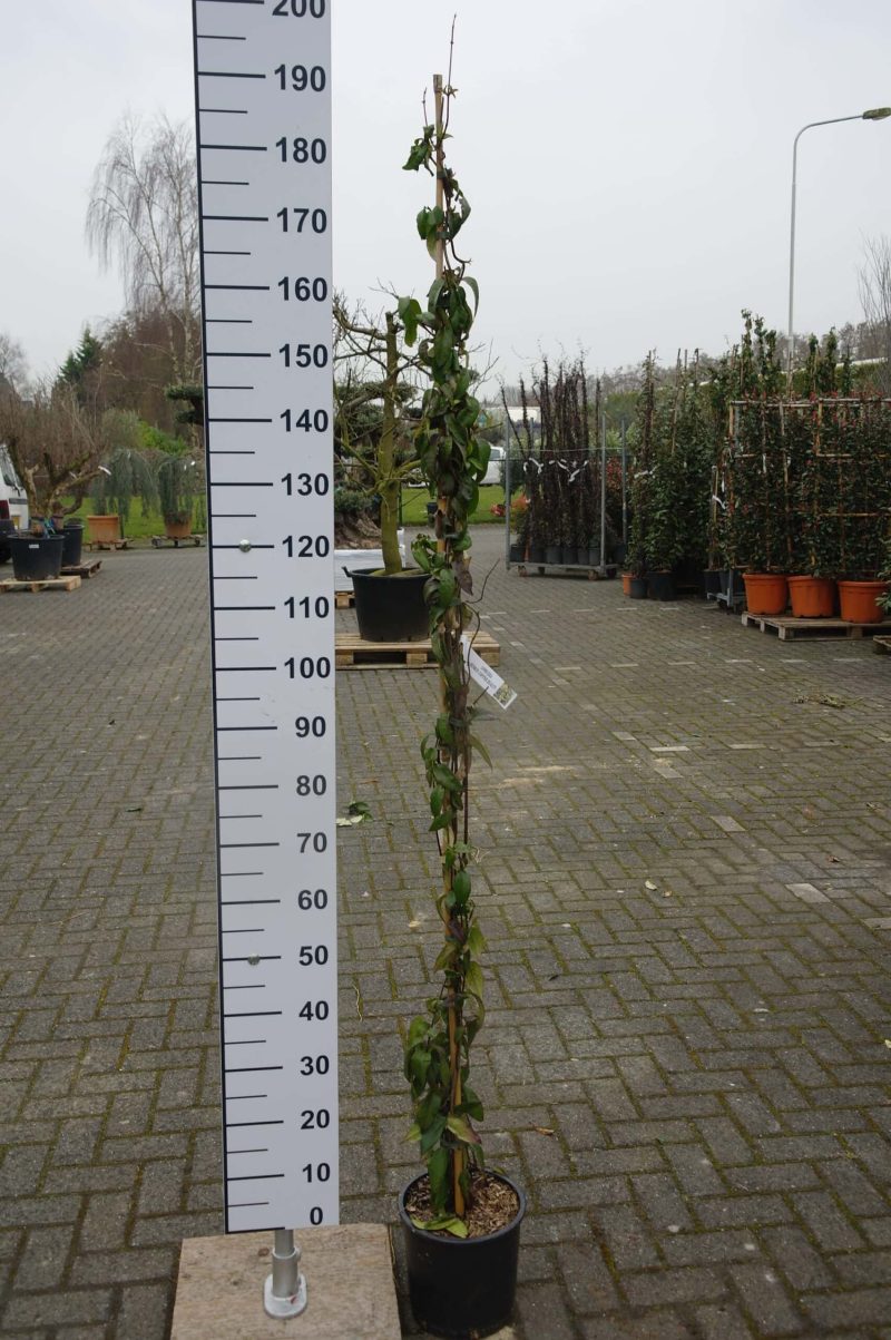 Lonicera henryi 'Copper Beauty'