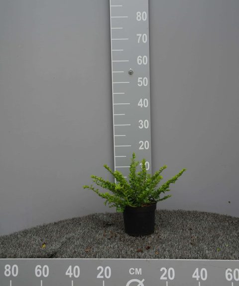 Lonicera Nitida Maigrün