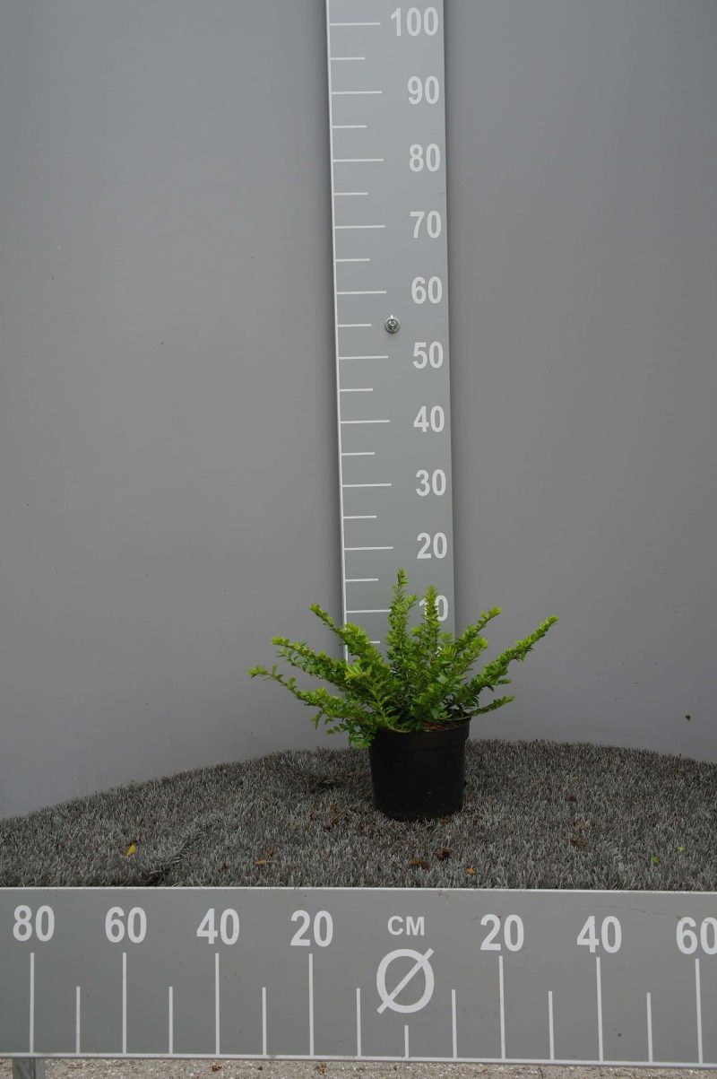 Lonicera Nitida Maigrün