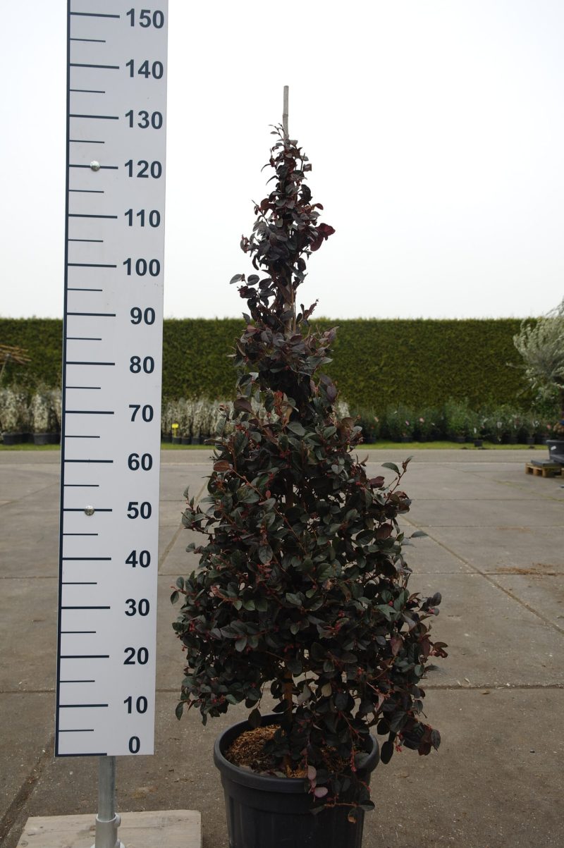 Loropetalum Chinense 'Black Pearl' - Afbeelding 3
