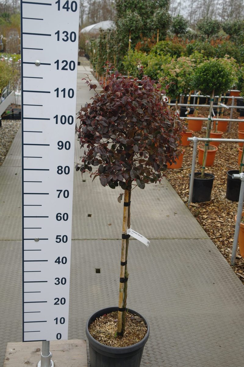 Loropetalum Chinense 'Black Pearl' bol op stam