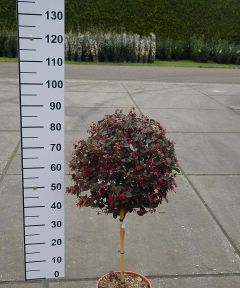 Loropetalum Chinense Fire Dance