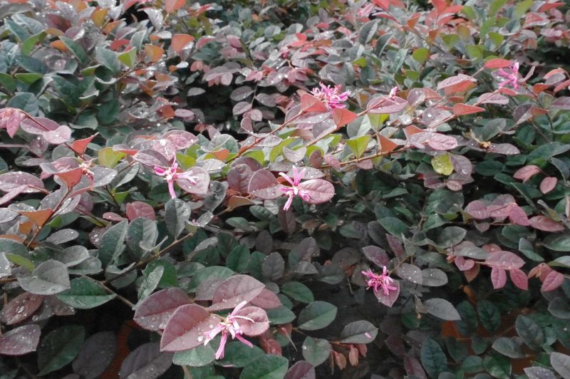 Loropetalum Chinense Fire Dance - Afbeelding 2