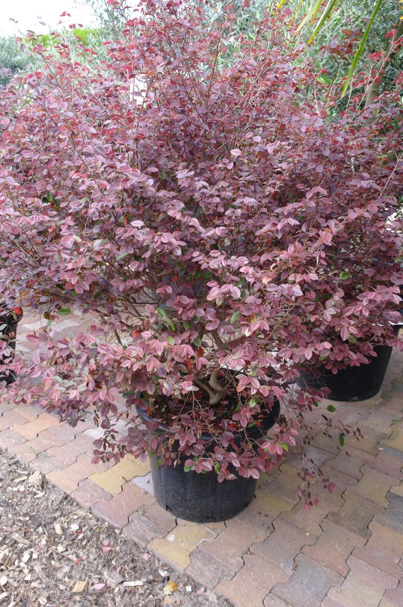 Loropetalum Chinense Fire Dance