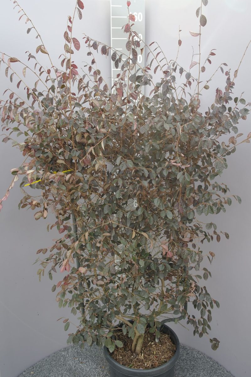 Loropetalum Chinense Fire Dance op rek