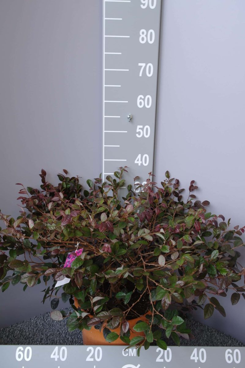 Loropetalum Chinense Fire Dance