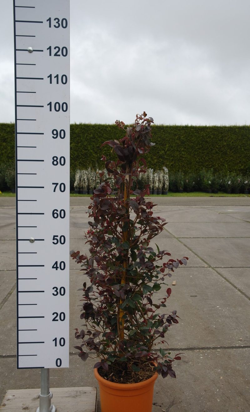 Loropetalum Chinense Fire Dance