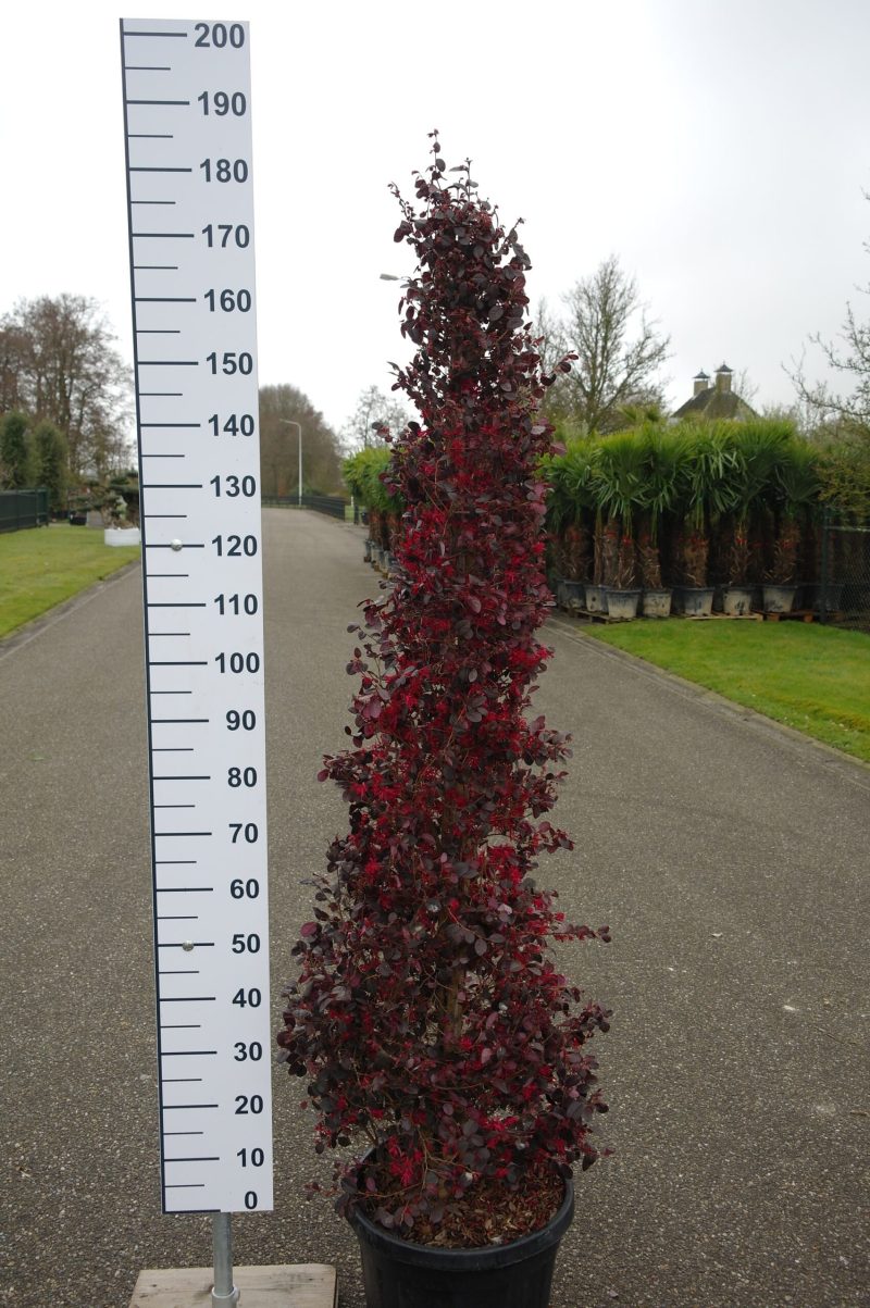 Loropetalum Chinense 'Black Pearl' - Afbeelding 4