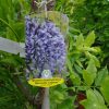 Wisteria 'Macrobotrys'