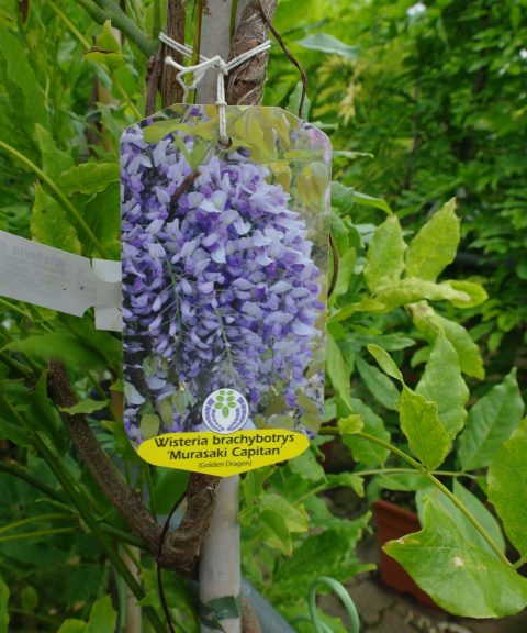 Wisteria 'Macrobotrys'