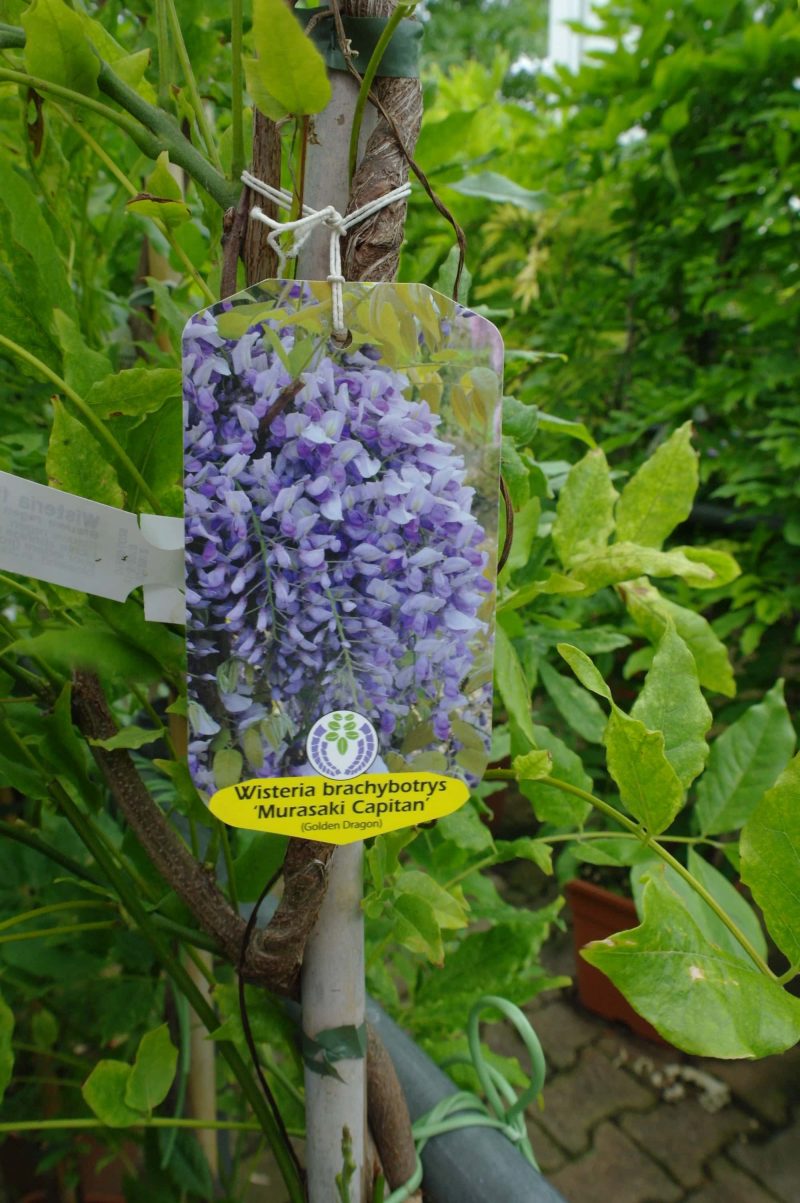 Wisteria 'Macrobotrys'