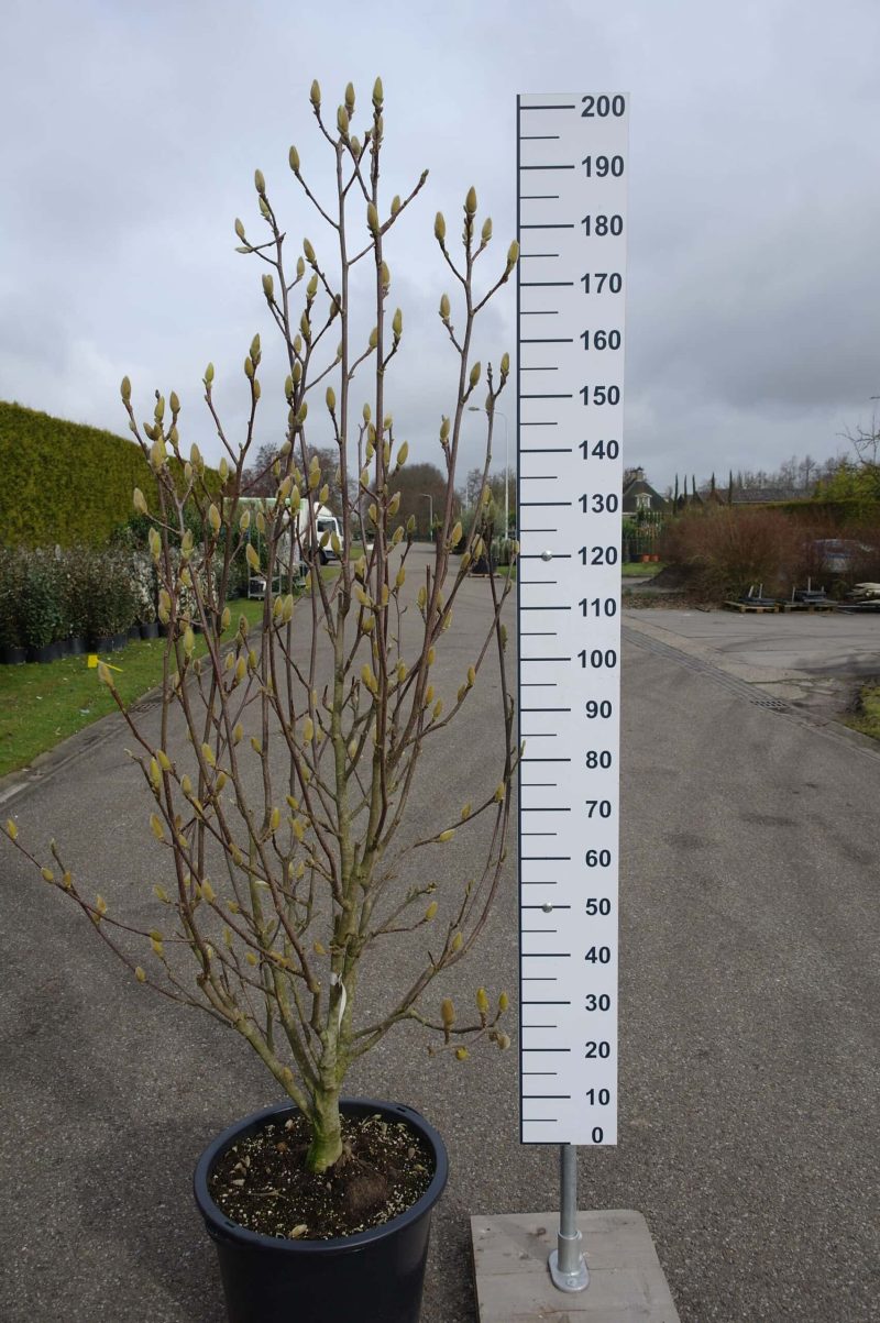Magnolia Soulangeana multistam