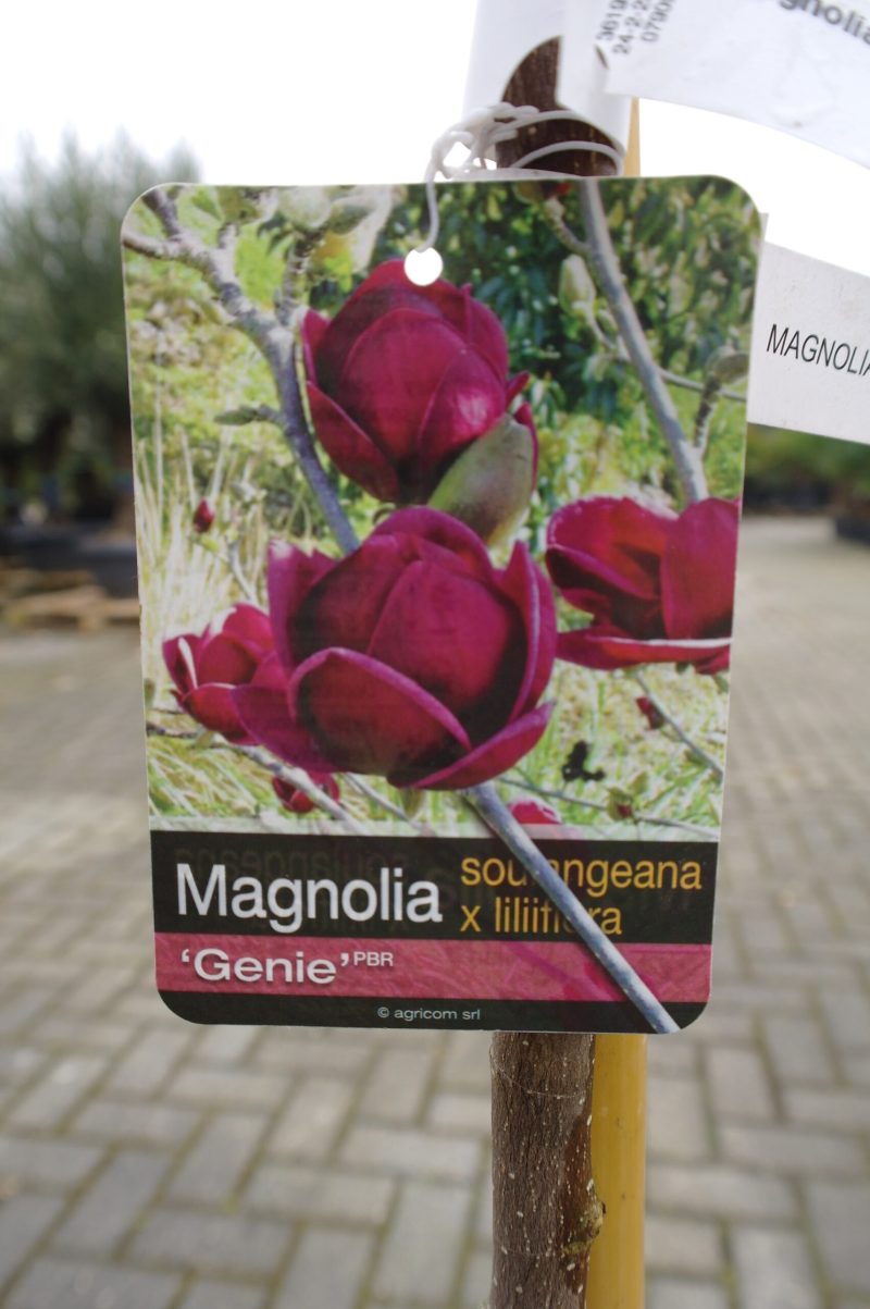 Magnolia 'Genie' - Afbeelding 2