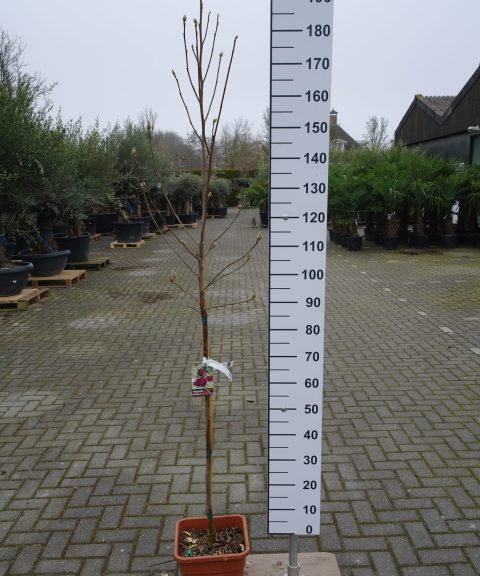 Magnolia 'Genie'