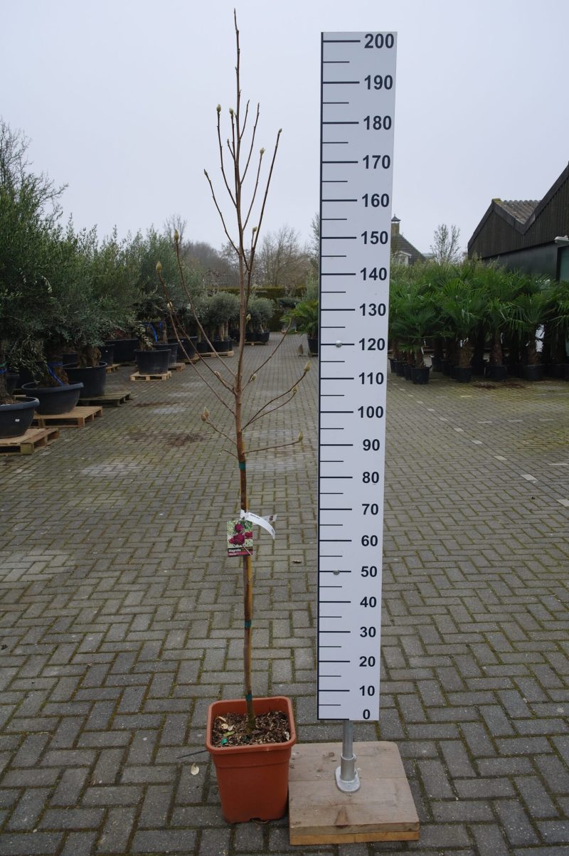 Magnolia 'Genie'