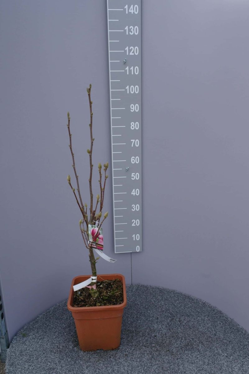 Magnolia 'Satisfaction'