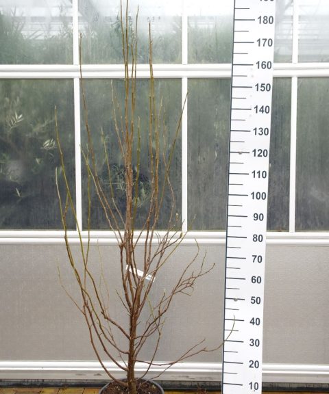Magnolia Soulangeana - Magnolia struik