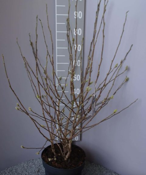 Magnolia Stellata
