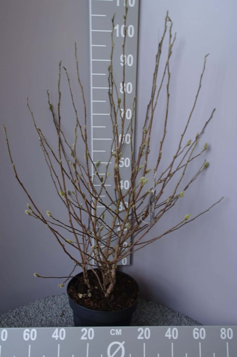 Magnolia Stellata