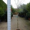 Magnolia Stellata