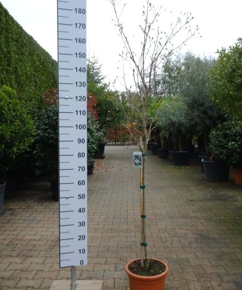 Magnolia Stellata