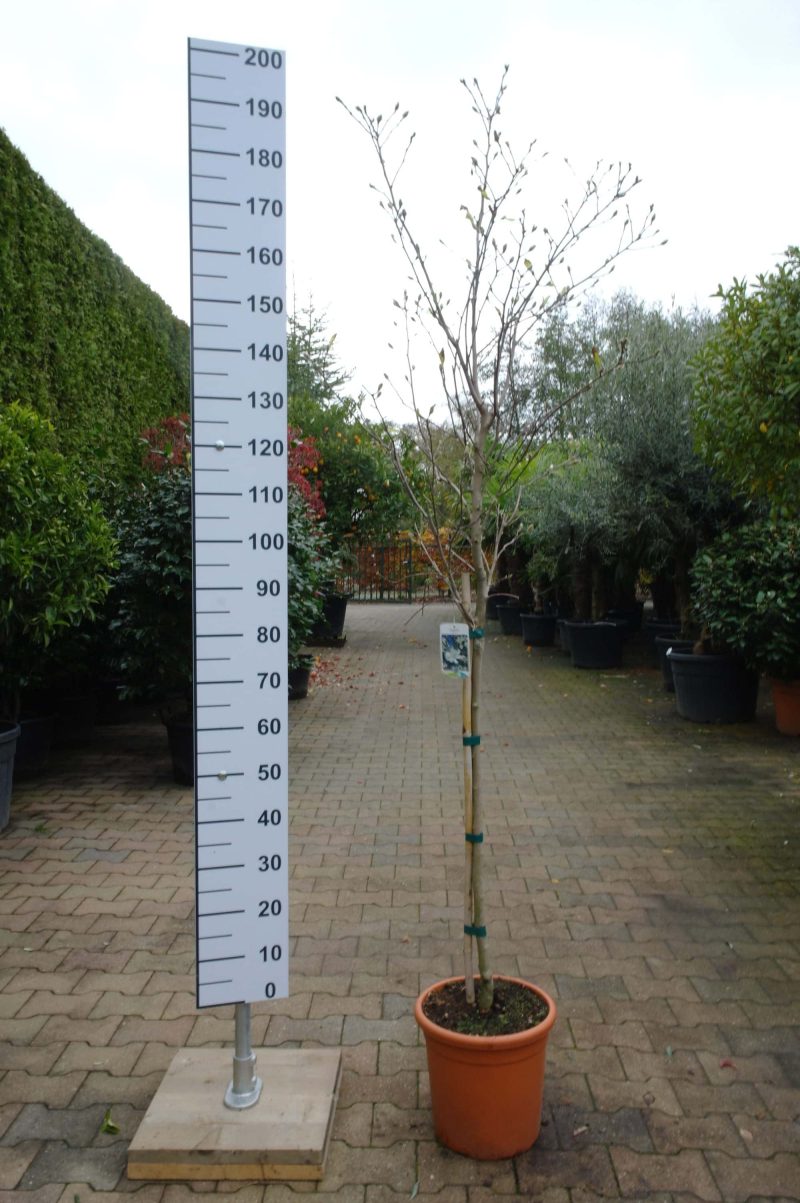 Magnolia Stellata