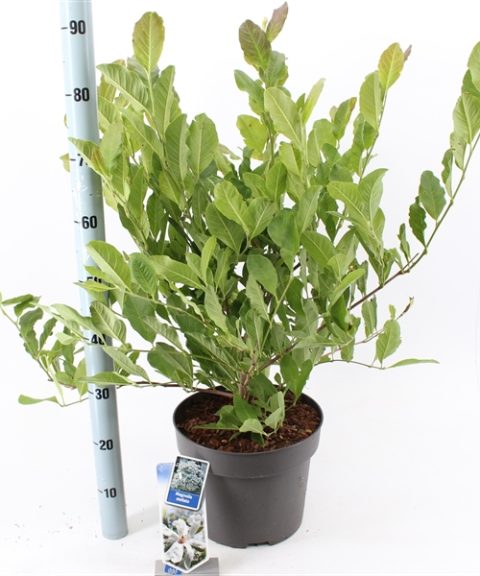 Magnolia Stellata