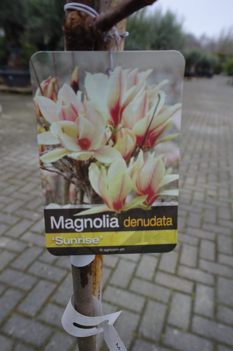 Magnolia Sunrise - Afbeelding 2